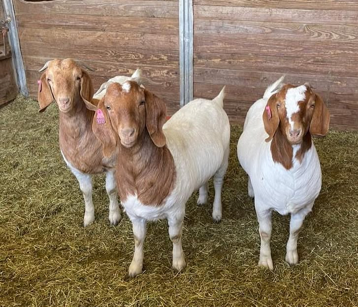 Farmily Farms cover photo